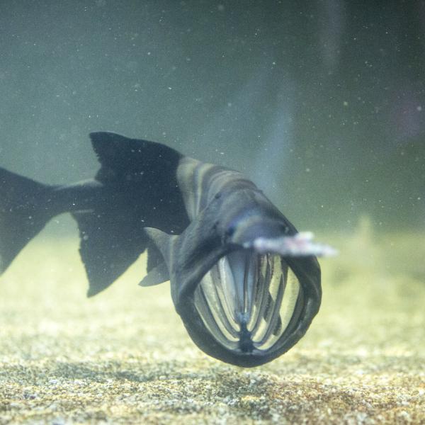 Paddlefish National Mississippi River Museum & Aquarium